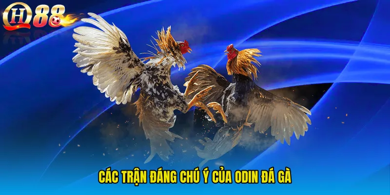 Các trận đáng chú ý của ODIN Đá Gà