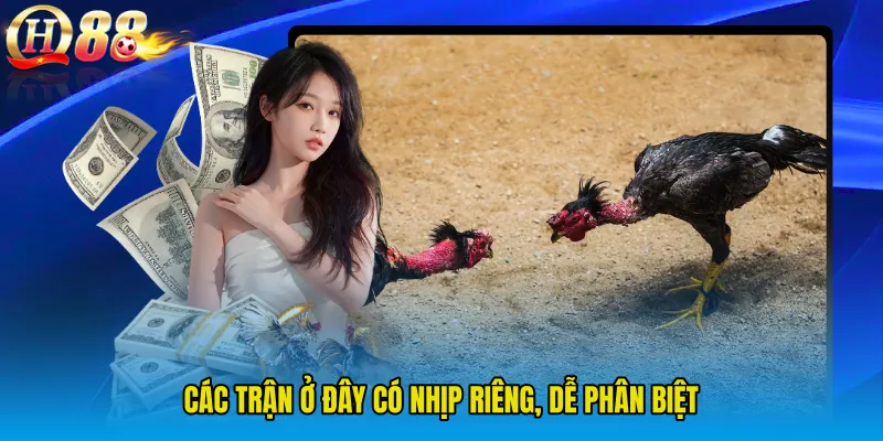 Các trận ở đây có nhịp riêng, dễ phân biệt