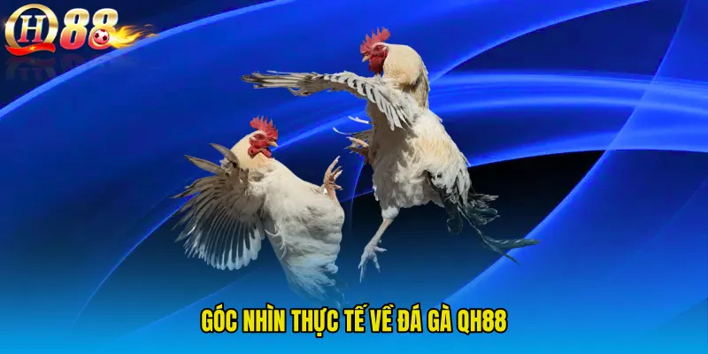 Góc nhìn thực tế về Đá Gà QH88
