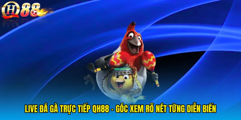 Live Đá Gà Trực Tiếp QH88 - Góc Xem Rõ Nét Từng Diễn Biến