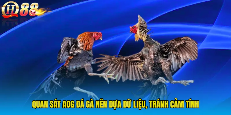 Quan sát AOG Đá Gà nên dựa dữ liệu, tránh cảm tính